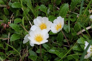 dryas octopetala (4) (1200 x 800)